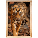 Tigre 02 - Quadro com Moldura - Preto, Marrom, Rústica ou Branco