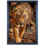 Tigre 02 - Quadro com Moldura - Preto, Marrom, Rústica ou Branco