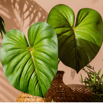 Haste Folha Homalomena Real Toque Verde Outono 75cm