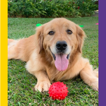 Bolinha Cravo Porte Médio - Big Bull Pet