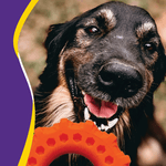 Pneu Extra Grande Para Porte Grande - Big Bull Pet