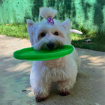 Frisbee Profissional Porte Médio - Big Bull Pet