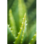 Graviole - 78 % Aloe Vera 20% Graviola