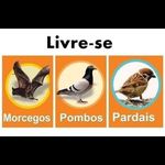  Gel Repelente Xô Pombo – Afasta Pombos, Morcegos e Pardais 