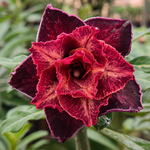 Rosa do deserto AMARELA PERFUMADA CANAN 167