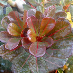 Rosa do deserto READ LEAF