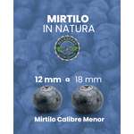Mirtilo Fruta In Natura Seleção Natural Caixa com 1,5 kg