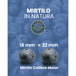 Mirtilo Fruta In Natura caixa com 1kg