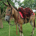 Cochinilho Coqueiro - Vinho