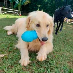 Tartaruga Brinquedo Porte Grande - Big Bull Pet