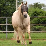 Máscara de Proteção para Cavalos Boots Horse Preta Tamanho-M 4890