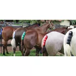 Protetor De Rabo em Neoprene Azul Royal Boots Horse 5505