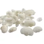 Conchas Marinha Mediterrânea Natural Branca C/ Furo 50un
