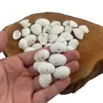 Conchas Marinha Mediterrânea Natural Branca C/ Furo 50un