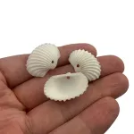 Conchas Marinha Mediterrânea Natural Branca C/ Furo 50un