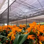 TELA SOMBRITE 50% 3 METROS SOLPACK