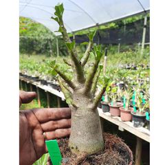 Adenium Arabicum - Cruzamentos Especiais - Planta N.º: 100