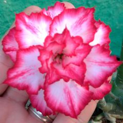 Rosa do deserto tripla matizada ALD-1 - 12 Meses - ROSA DO DESERTO - Valmor Ademium