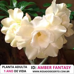 Rosa do Deserto Branca AMBER FANTASY