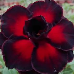 Rosa do deserto BETTY