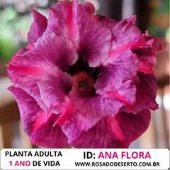 ROSA DO DESERTO DOURADA