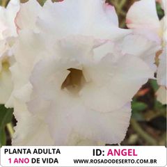 Rosa do deserto branca tripla