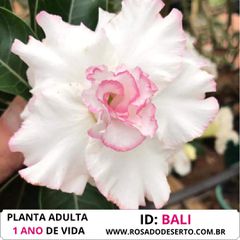 ROSA DO DESERTO BRANCA COM ROSA E TRIPLA BALI