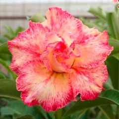 ROSA DO DESERTO BEAUTY