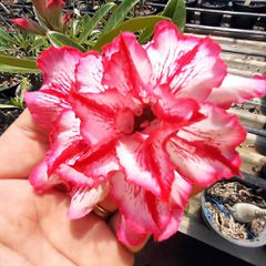 Rosa do deserto tripla BERTHA - 12 meses - ROSA DO DESERTO - Valmor Ademium