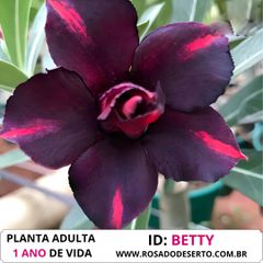 Rosa do deserto BETTY