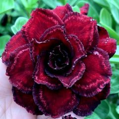 Rosa do deserto BLACK DRAGON