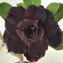 Rosa do deserto Preta BLACK PANTHER - ROSA DO DESERTO - Valmor Ademium