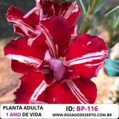 Rosa do deserto BP-116