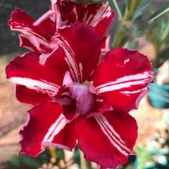 Rosa do deserto BP-116