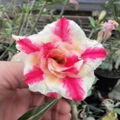 Rosa do deserto BP-1218