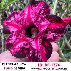 Rosa do deserto ROXA BP-1374