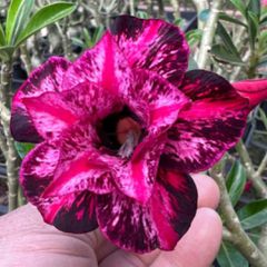 Rosa do deserto ROXA BP-1374