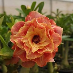 Rosa do Deserto PERFUMADA CANAN 114