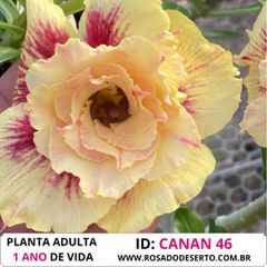 Rosa do Deserto CANAN 46