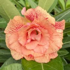 Rosa do deserto CELIS