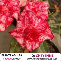 Rosa do deserto CHEYENNE