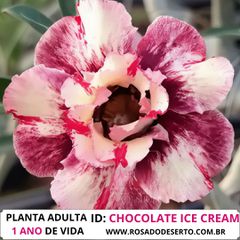 Rosa do Deserto CHOCOLATE ICE CREAM