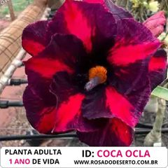 ROSA DO DESRTO COCA-COLA