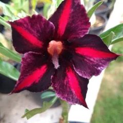 Rosa do deserto DARK JADE