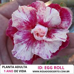 Rosa do deserto tripla EGG ROLL