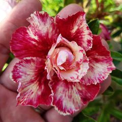Rosa do deserto tripla EGG ROLL