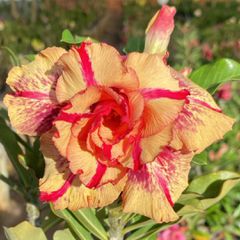 Rosa do Deserto EVA
