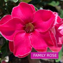 Rosa do Deserto FAMILY ROSE
