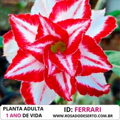 ROSA DO DESERTO FERRARI