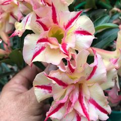Rosa do deserto FLOWER ANGEL